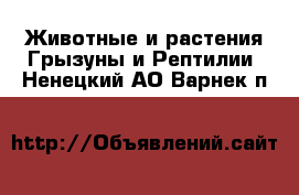 Животные и растения Грызуны и Рептилии. Ненецкий АО,Варнек п.